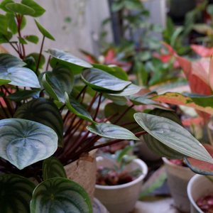 Tiga Titik Hitam (Cover)