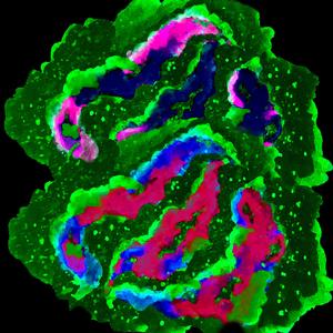 Improvised Composition for Alien Lifeforms, I