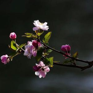 风吹麦浪-TL青&缘觉