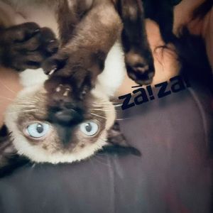 zaizai 的独白(Cafe Session)