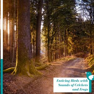 Northern Flicker in Vicinity