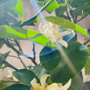 Unconscious Mind (feat. Le Marina & Cenzo The Hobo)