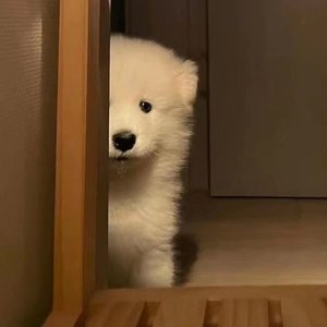 生生世世不分离