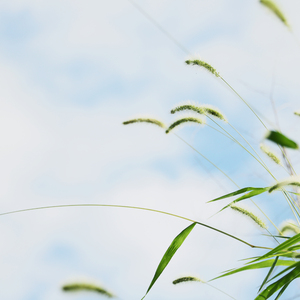 新鸳鸯蝴蝶梦（cover董贞）（Cover 董贞）