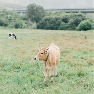 親愛なるあなたは火葬