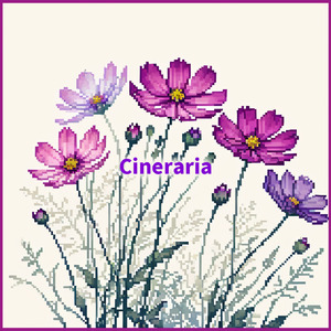 Cineraria