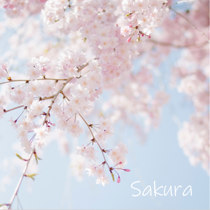 故乡の樱花开辣（Beat ver.）