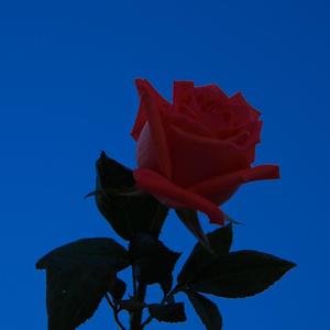 尘埃（冯希瑶版）