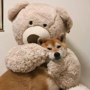 个人简介- 宇航员（翻自 安全着落）