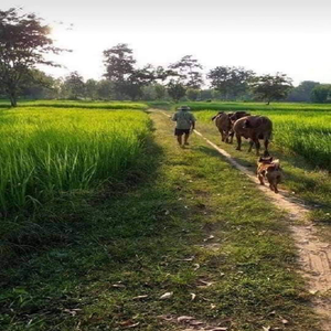 เสียดายอ้ายเอาเมียก่อน