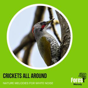 Pretty Northern Flicker