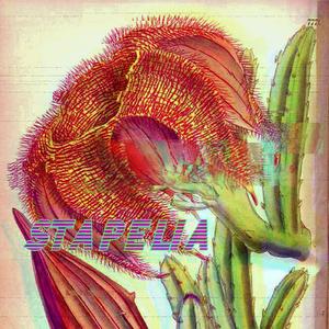 stapelia