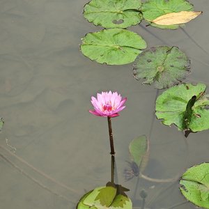 我爱你不问归期