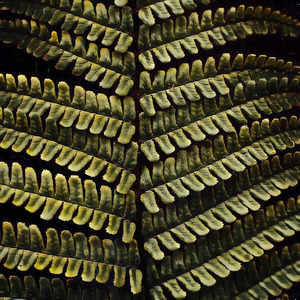 Multiloquent Unexpressive