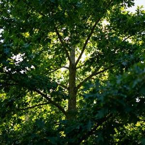 风流浪的街道 (Cover 山月)