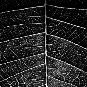 Veins
