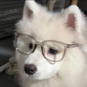 蝶与花香的恋曲