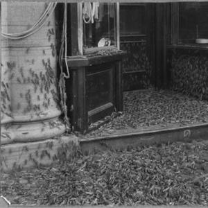 LOCUSTS / WASTED SUMMER