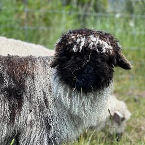 DA SHEEP