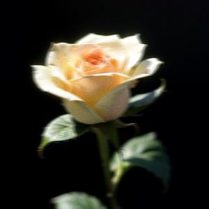 【Free Beat】Blossom - Internet Money Type Beat