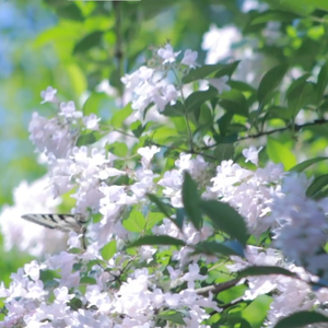 花精灵之歌