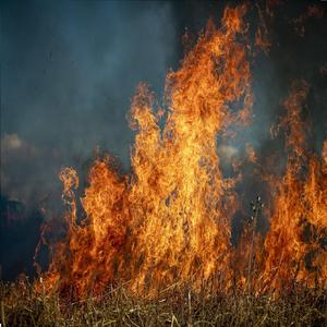 Burning Grass