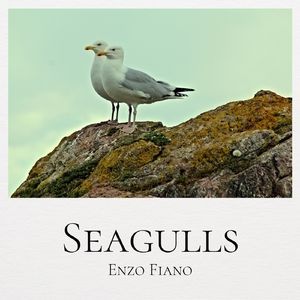 Seagulls