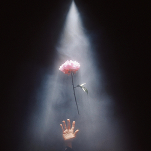 Peonies