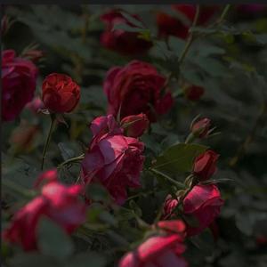 永远绽放的花（Prod by FRESH_ye）