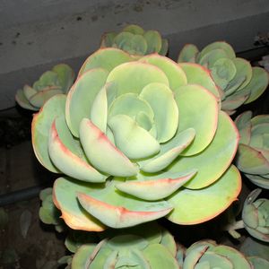 MoneyTree(Prod.by LeShawn.Harris)