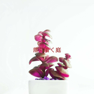 Alluring Music for Mellow Pictures