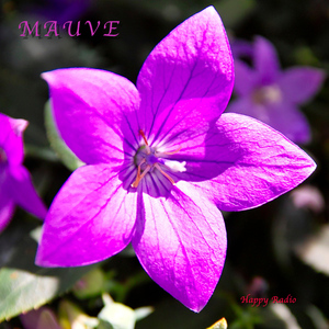 Mauve