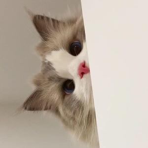 QQ视频20220318182010 [高质量]