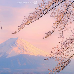 wav樱花盛开的时候