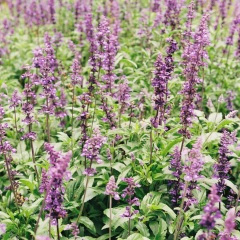 《美人画卷》苏奕铭：青山常伴绿水，燕雀已是南飞