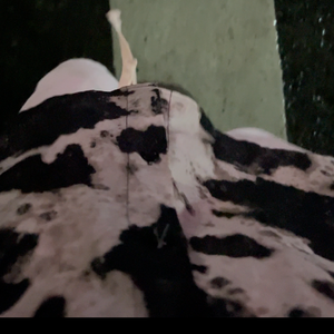 幻 （Prod.by Conico)