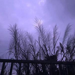 张祁-Accuse(Remix)