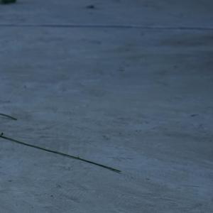 漫山遍野花也好