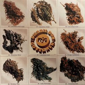 Funk Doctor (feat. Diezzle Don & Redman)