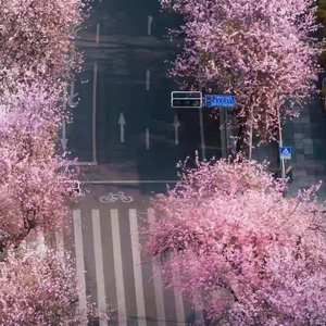 芊芊（翻自 玄觞）