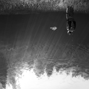 the day of the dolphin