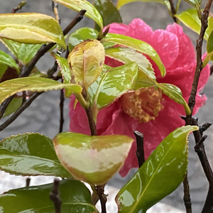 如果阴雨绵绵，那我做你的晴天