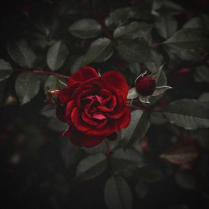My Rose