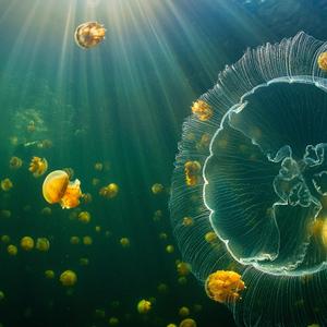 蓝精灵 抖音热门版