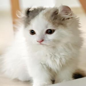 우리집 고양이