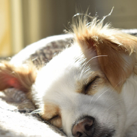 Puppy Sleep