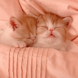 绝不放过你这只小猫咪（Prod.By Bizy)