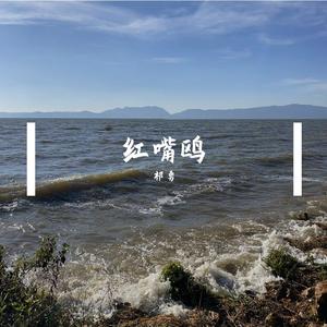 红嘴鸥