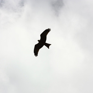 Freedom (Hero)