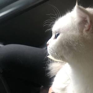 Calvin Harris-Giant（9DIUZ remix）